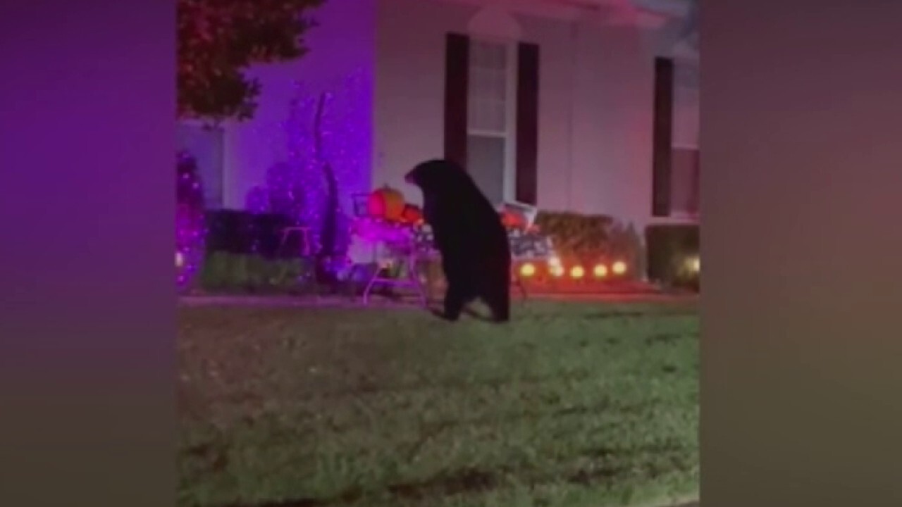 Bear in south Florida gorges on leftover Halloween candy in front yard