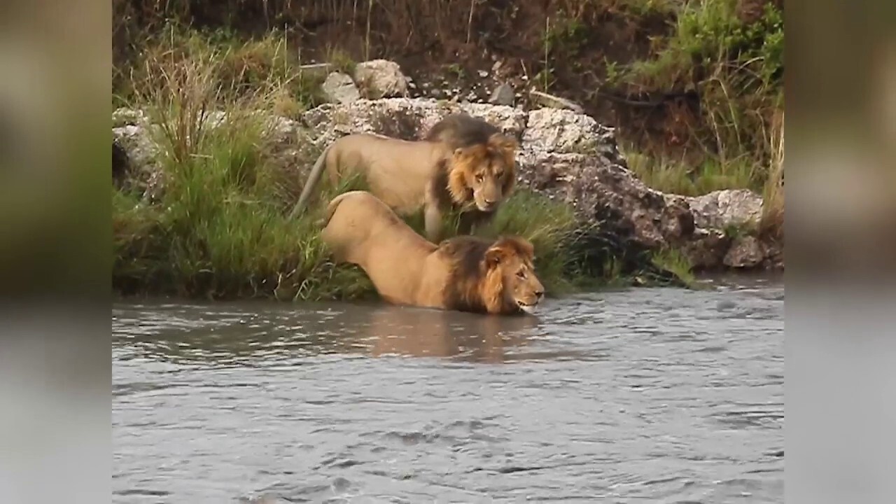 Lions appear nervous to swim — finally gain courage