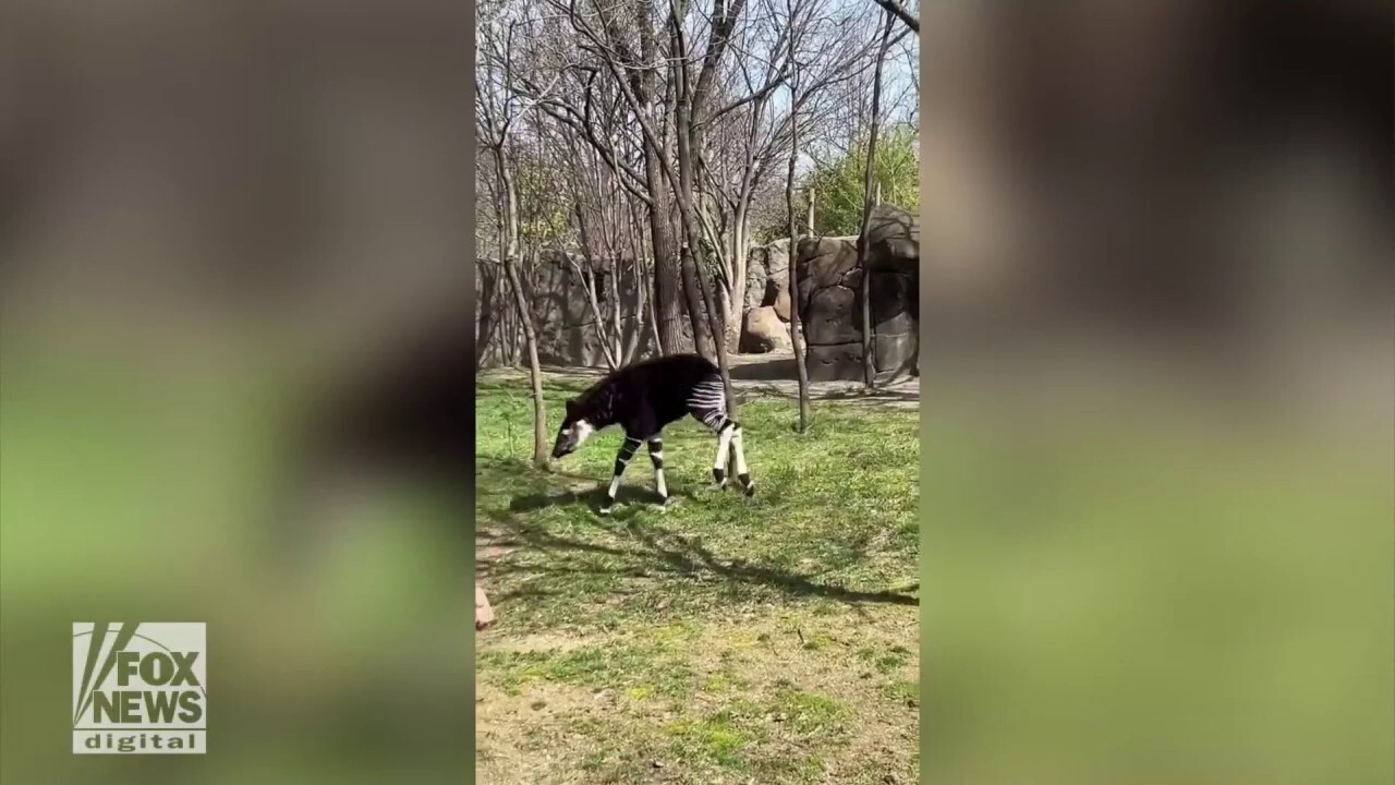 Cincinnati Zoo’s okapi calf joyously explores its habitat for the first time