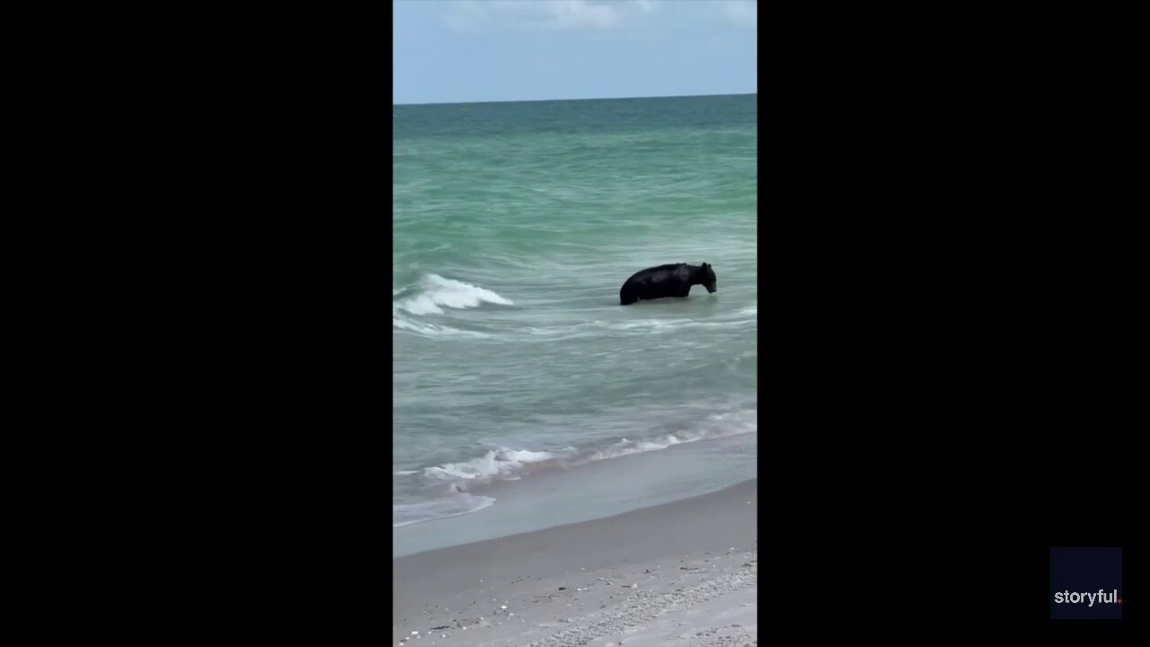 'Mom, run!': Mother and son spot bear swimming in water at Naples, Florida