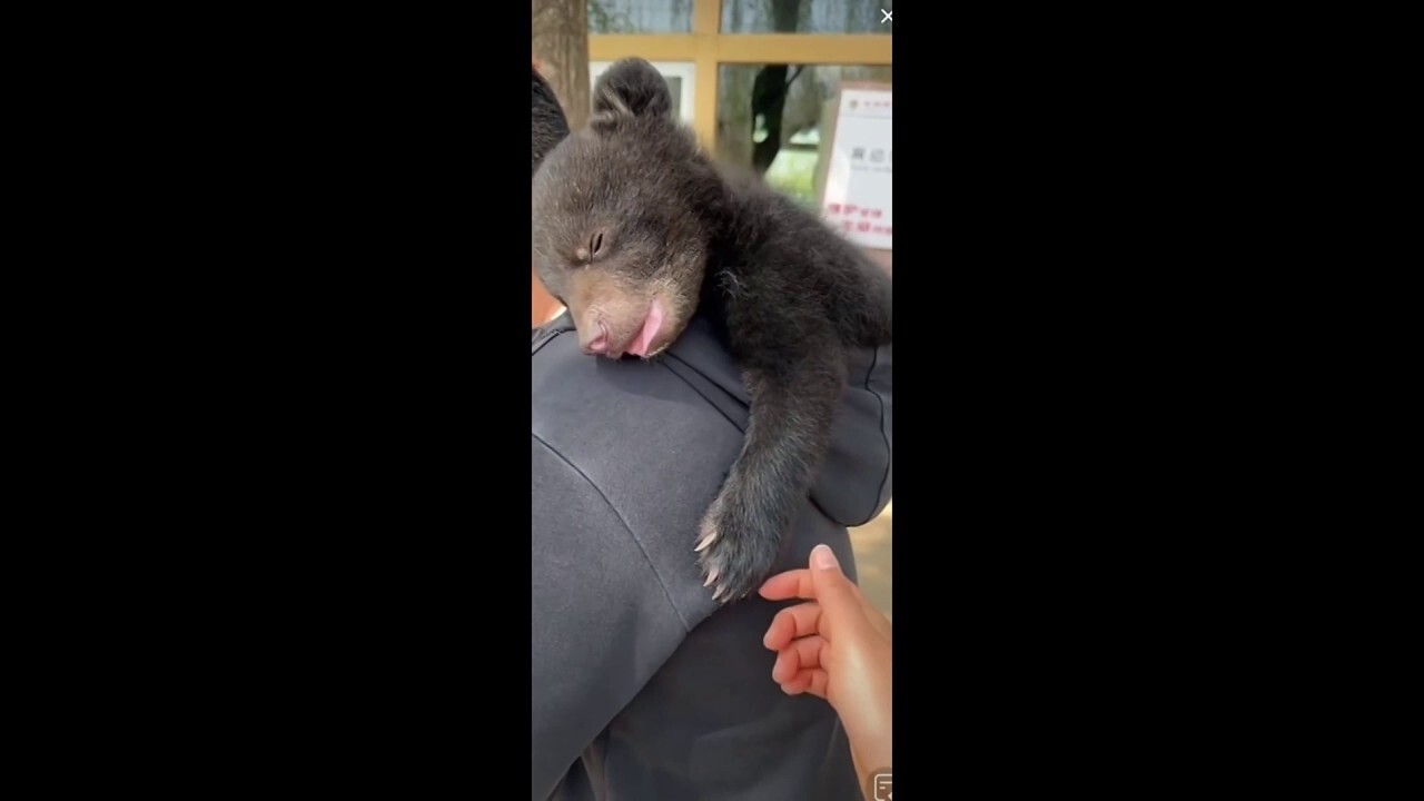 Bear cub cuddles up and naps peacefully in owner's hoodie in sweet scene