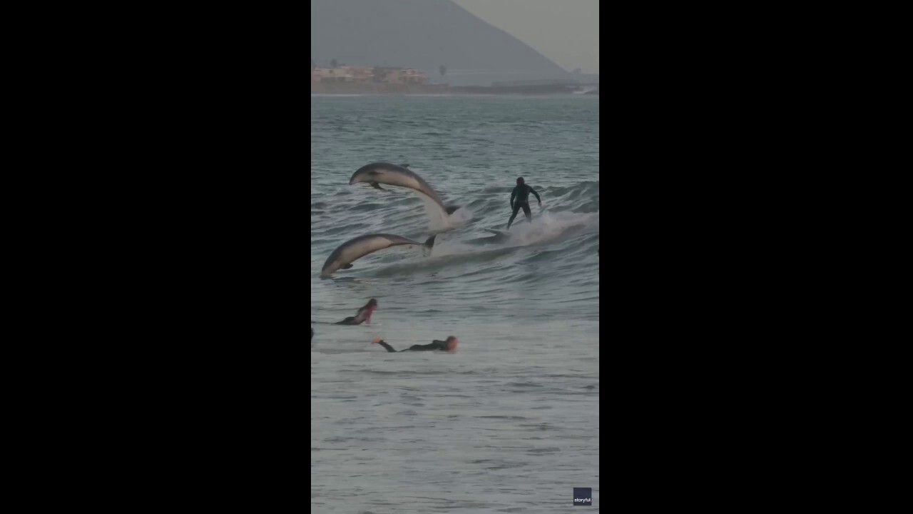 Beachgoers surf alongside dolphins in jaw-dropping video