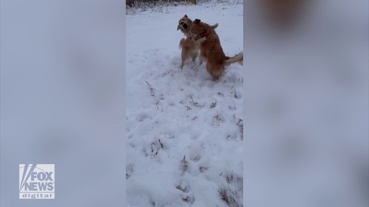 Snow fun! Golden retrievers spotted playing in the winter weather