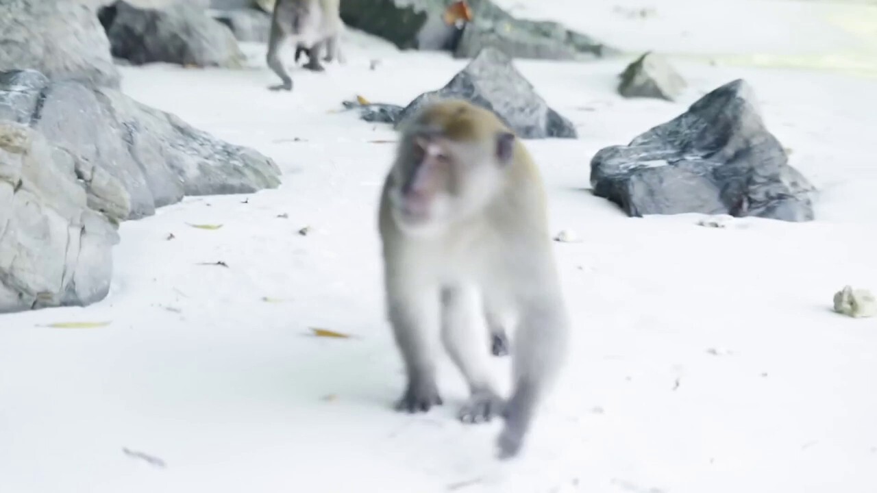 WARNING: GRAPHIC CONTENT: Father defends his children as monkeys lunge at family