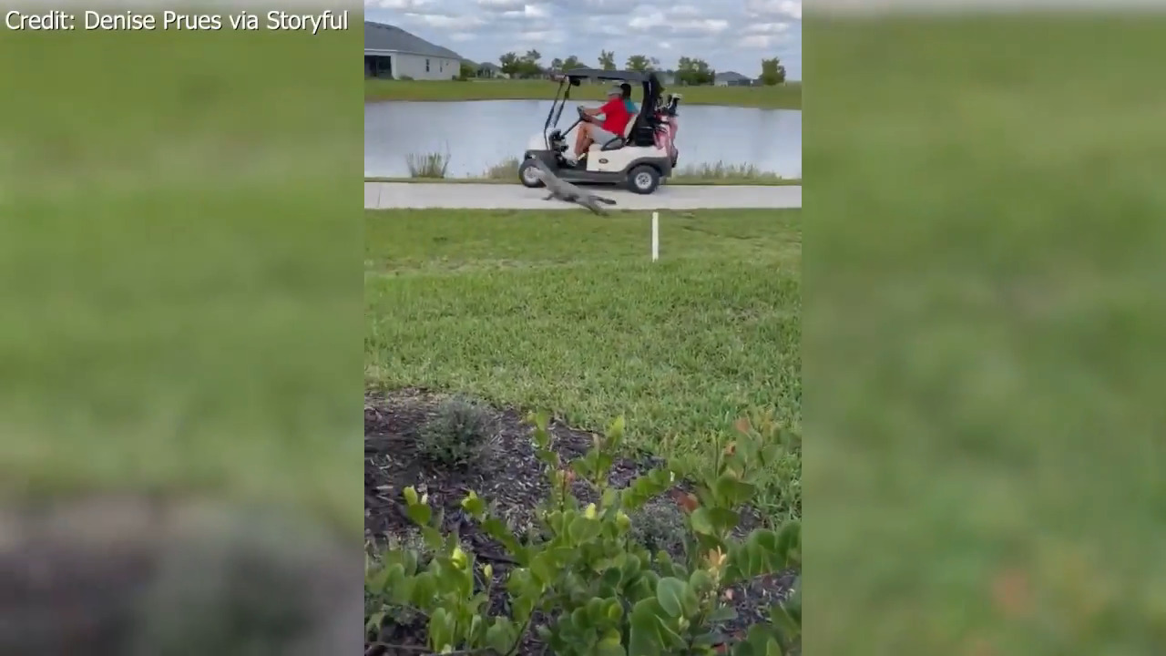 Alligator charges at Florida couple as they ride in golf cart