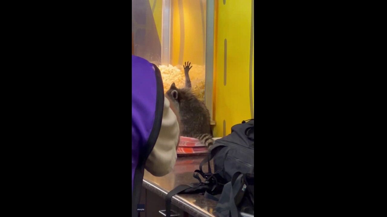 Raccoon falls through roof into soccer stadium