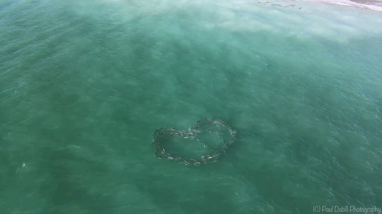 Drone footage shows school of fish swimming in heart shape
