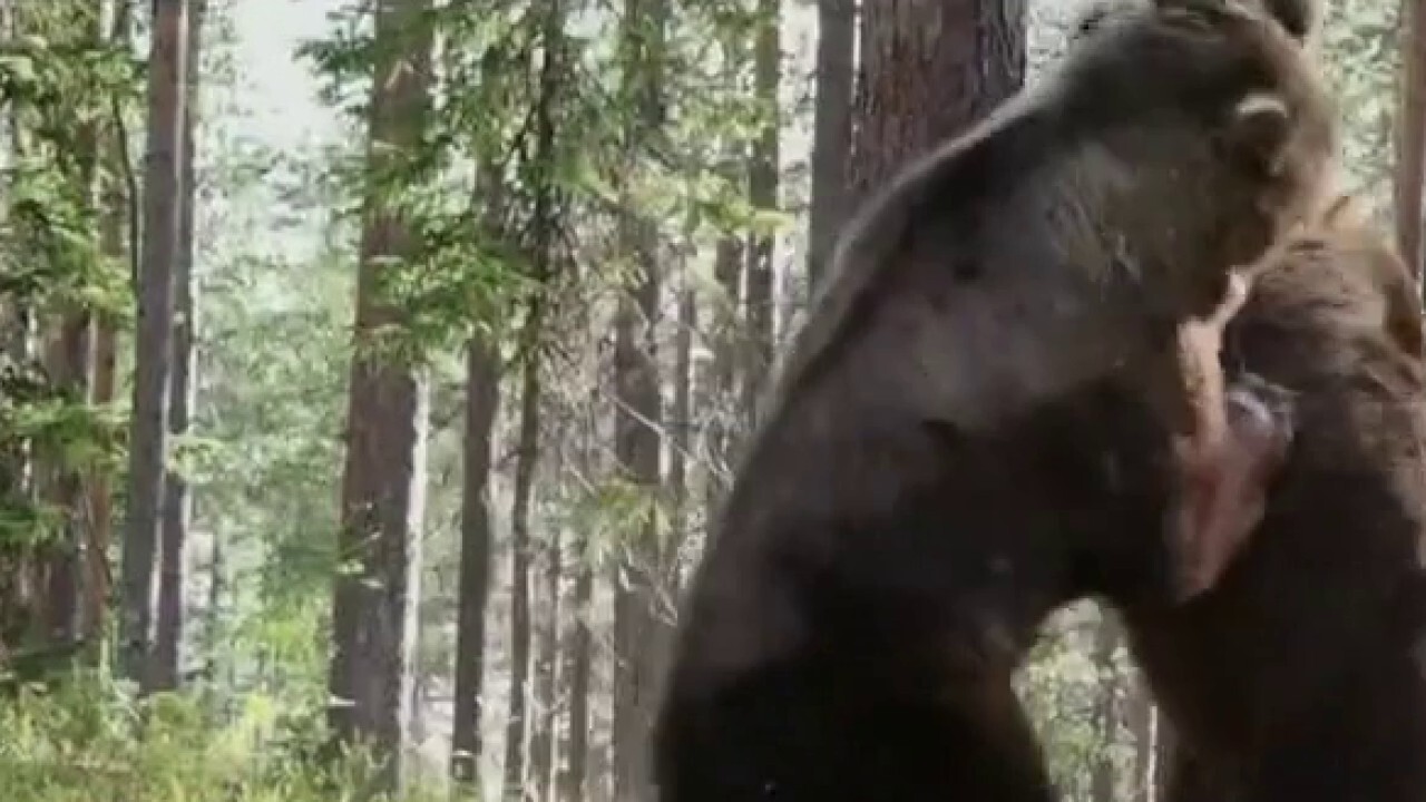 Wildlife expert warns it's time to bear down with rise in bear attacks