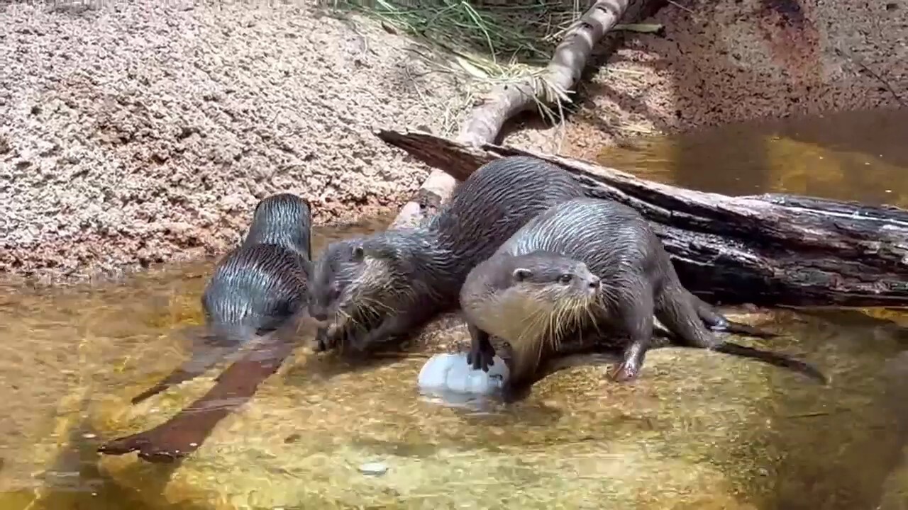 Australian zoo animals beat the summer heat