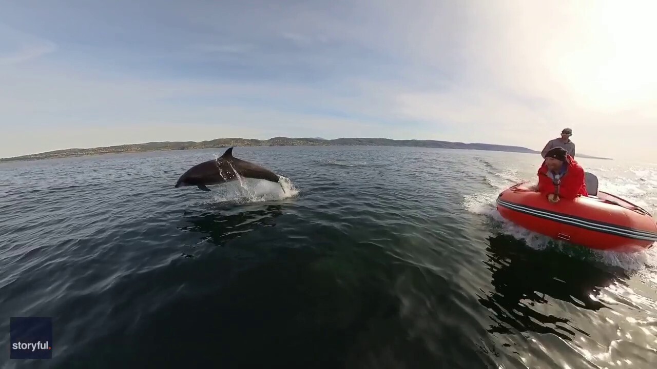 Dolphins seen jumping near boat in California
