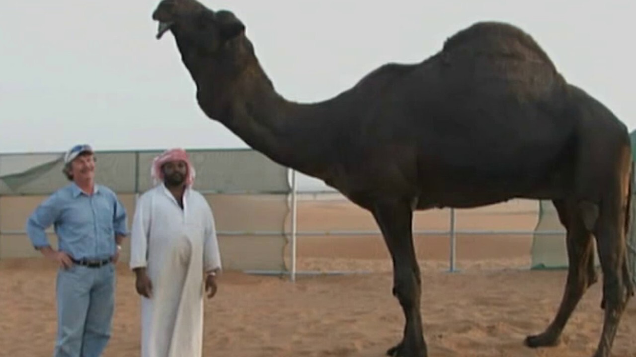 Saudi festival disqualifies 40 botoxed camels 