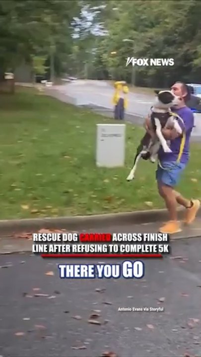 Rescue dog carried across finish line after refusing to complete 5k