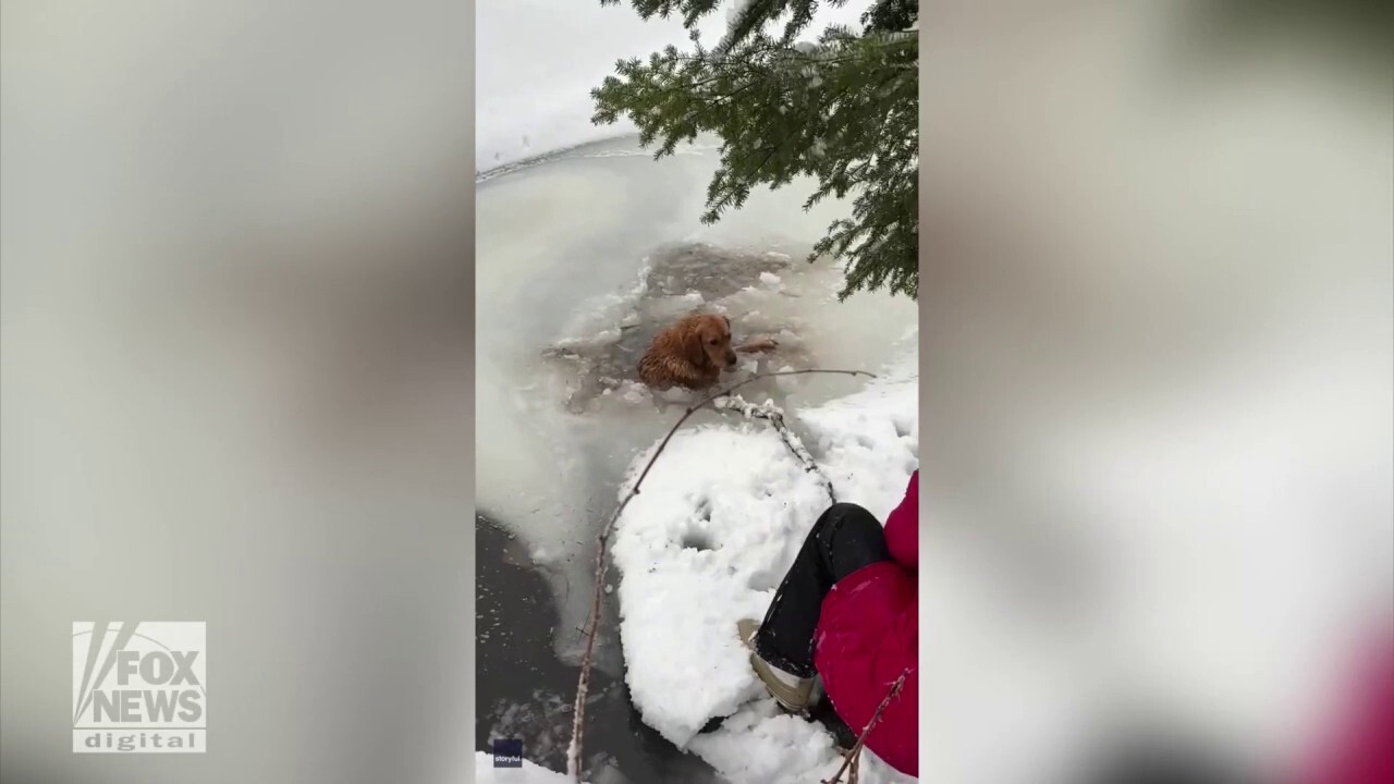 Family helps dog trapped in frozen lake