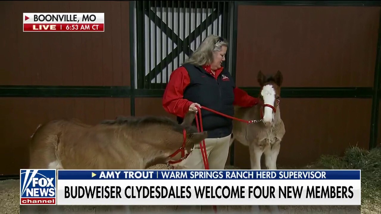 Four new members join the Budweiser Clydesdales ahead of the Super Bowl