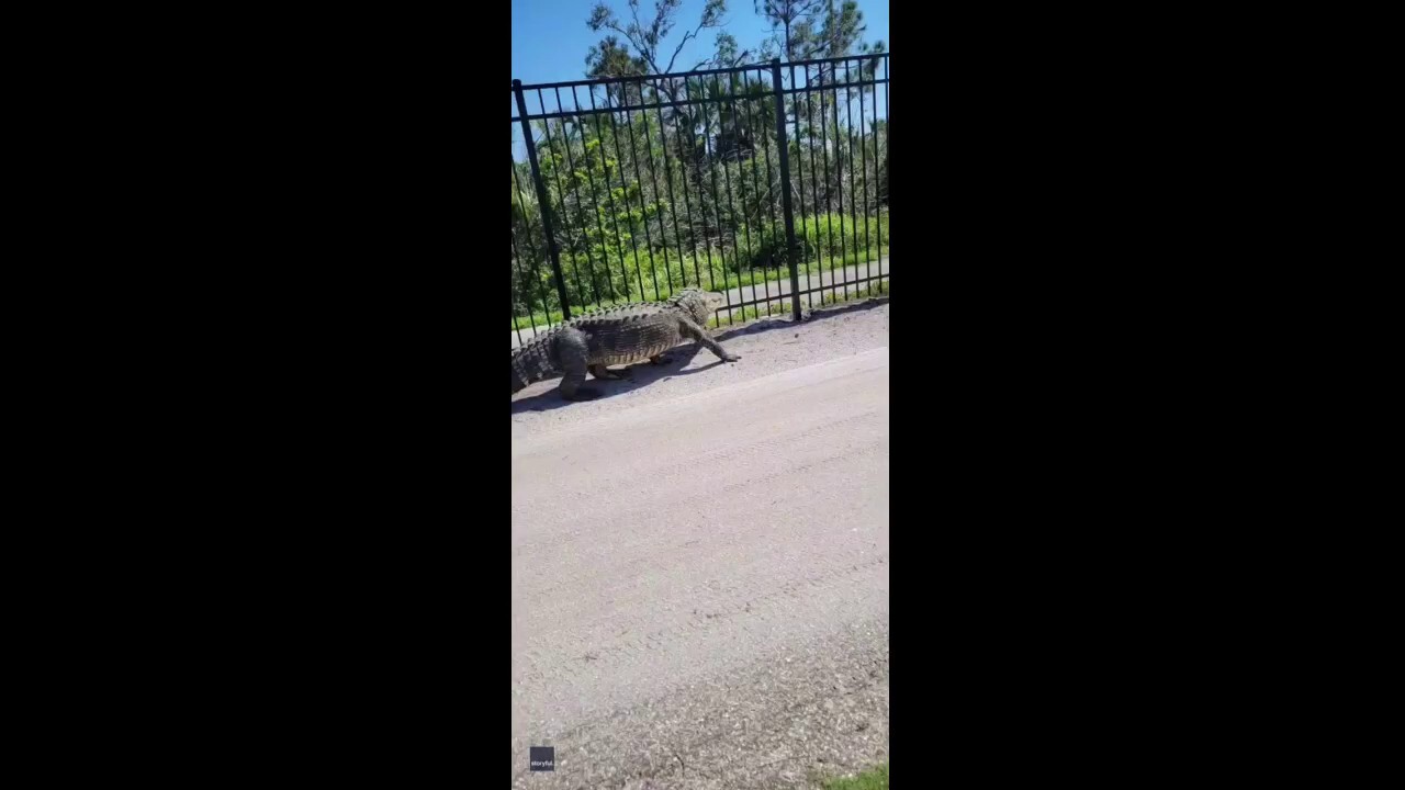 Woman finds deadly snake in her sink: 'Oh my God, it's huge