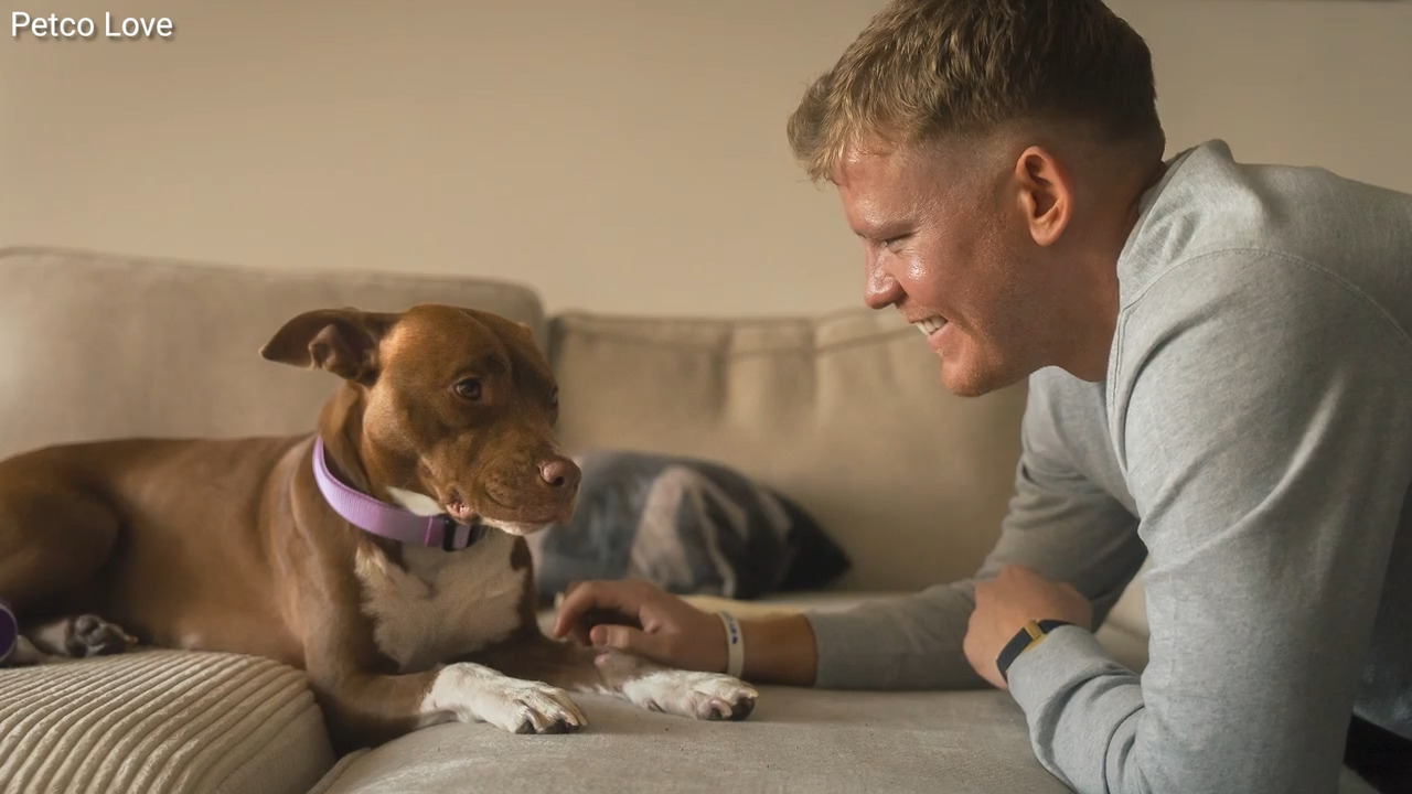 AI technology helps reunite lost dogs with their owners