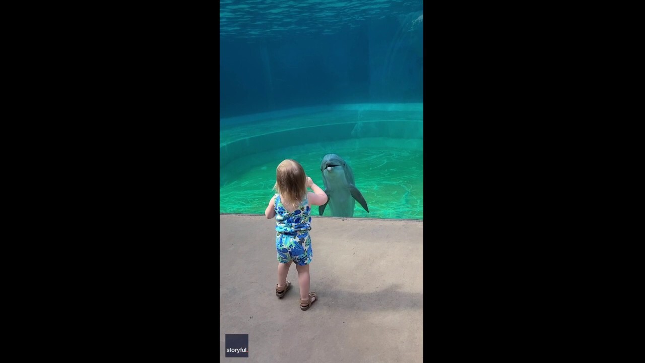 Little girl is surprised by dolphin that stops to 'talk' in Mississippi Aquarium