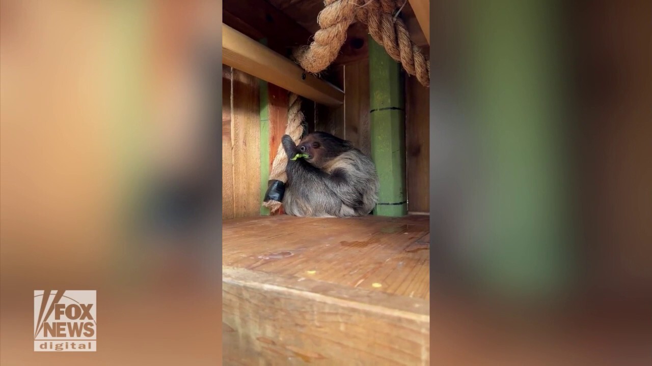 Sleepy sloth caught snoozing mid-breakfast