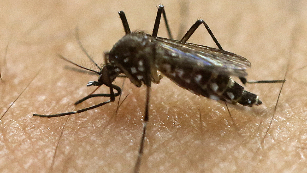Zika Virus Triggers Travel Warnings For Pregnant Women On Air Videos Fox News 4336