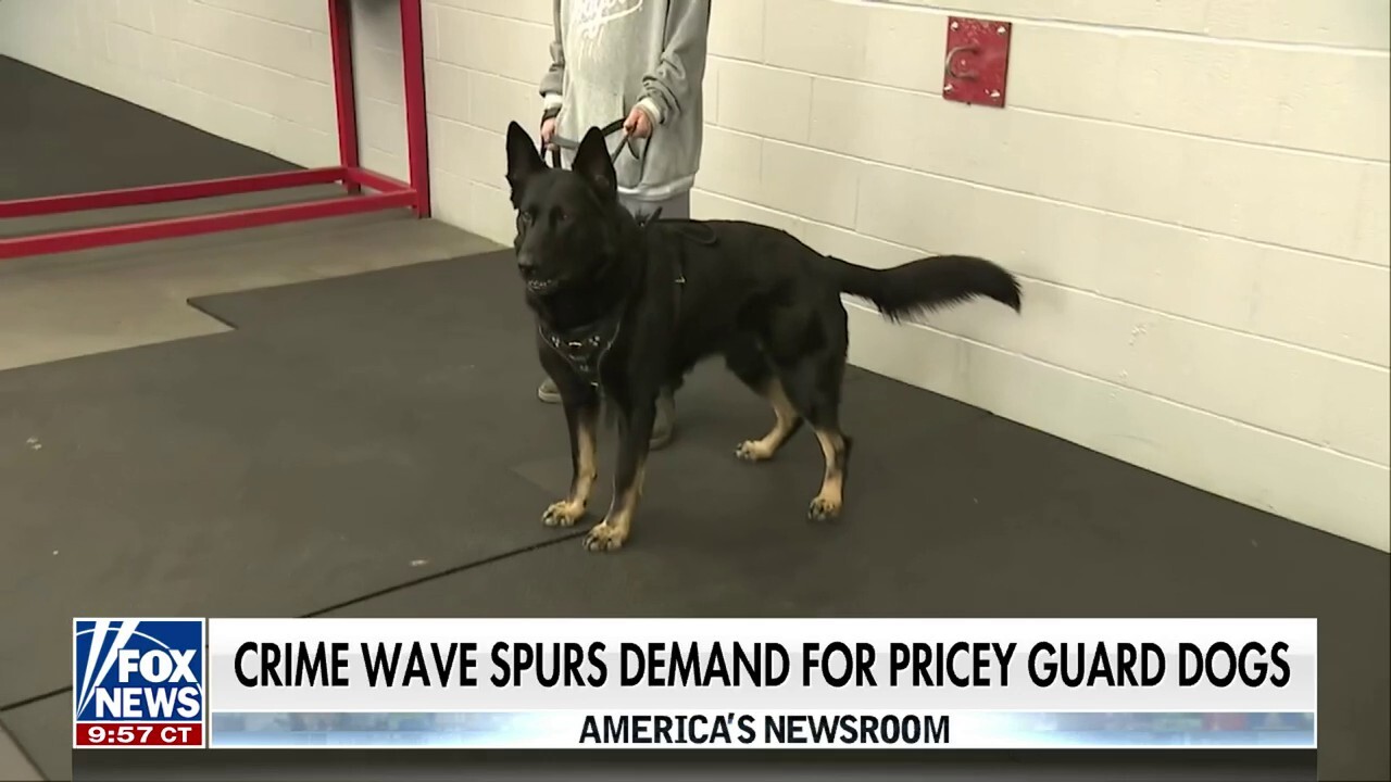 Rising crime spurs demand for guard dogs