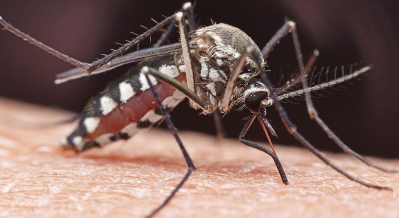 SoCal Sees Ankle Biter Mosquito Invasion