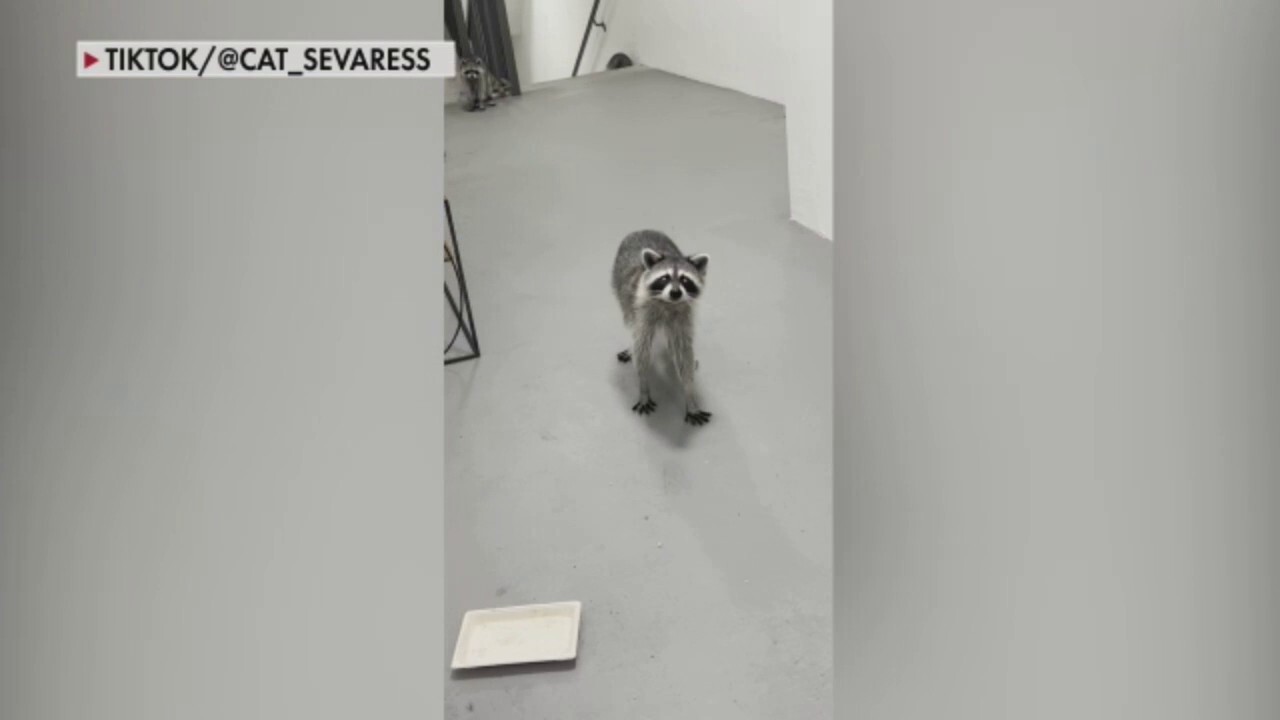 Pack of Raccoons hijack Florida woman's DoorDash order