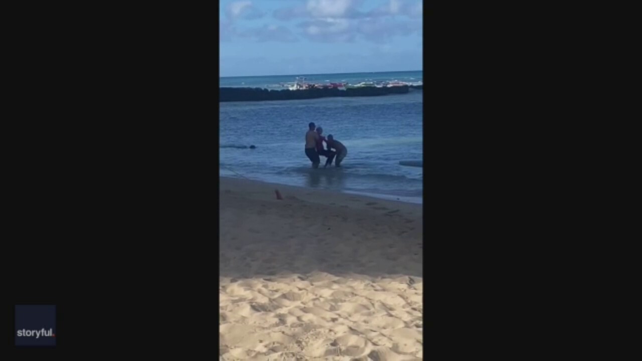 Hawaii Monk seal attacks swimmer who came to close to pup 