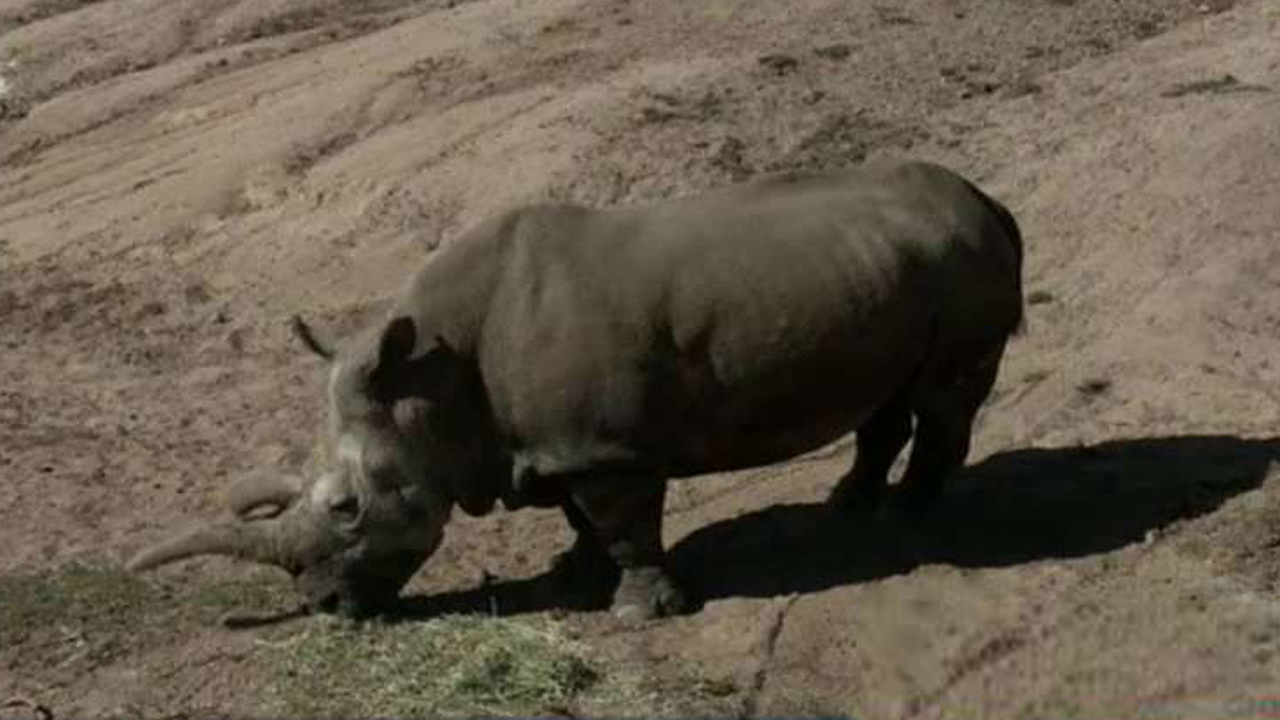 Endangered white rhino dies at San Diego Zoo