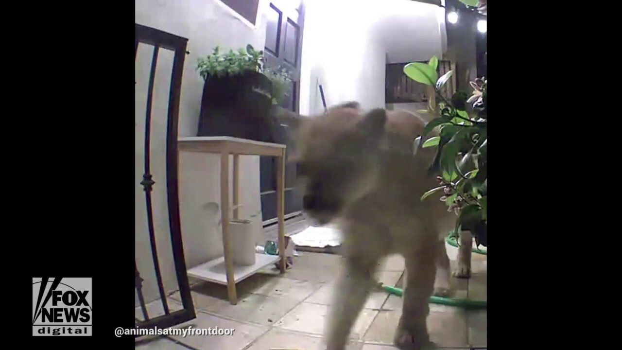 Mountain lion returns to man's California home