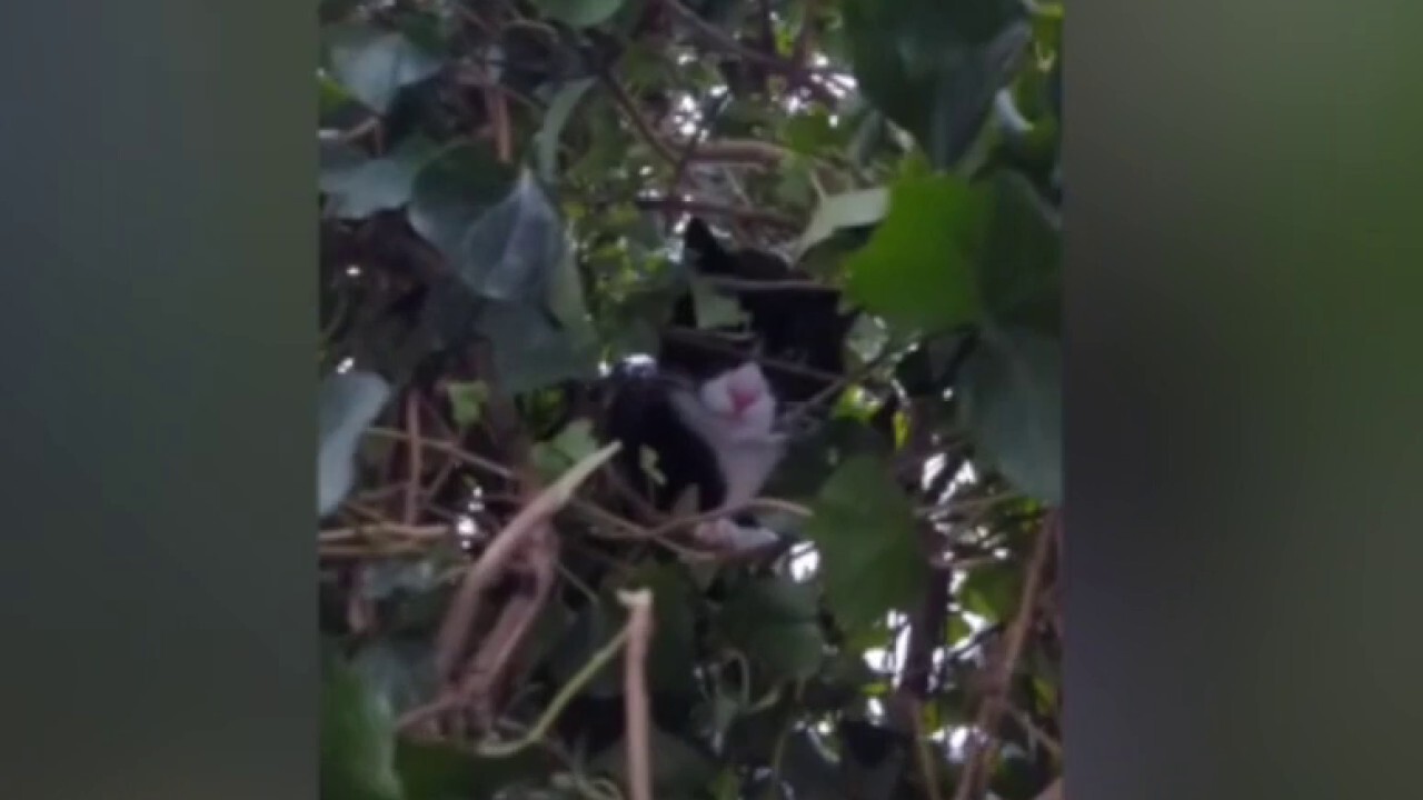 ГЛЕДАЙТЕ: Собственик на бизнес в Ню Джърси спасява близо 100 котки, като доброволно се катери по дърветата: `Наистина трогателно`