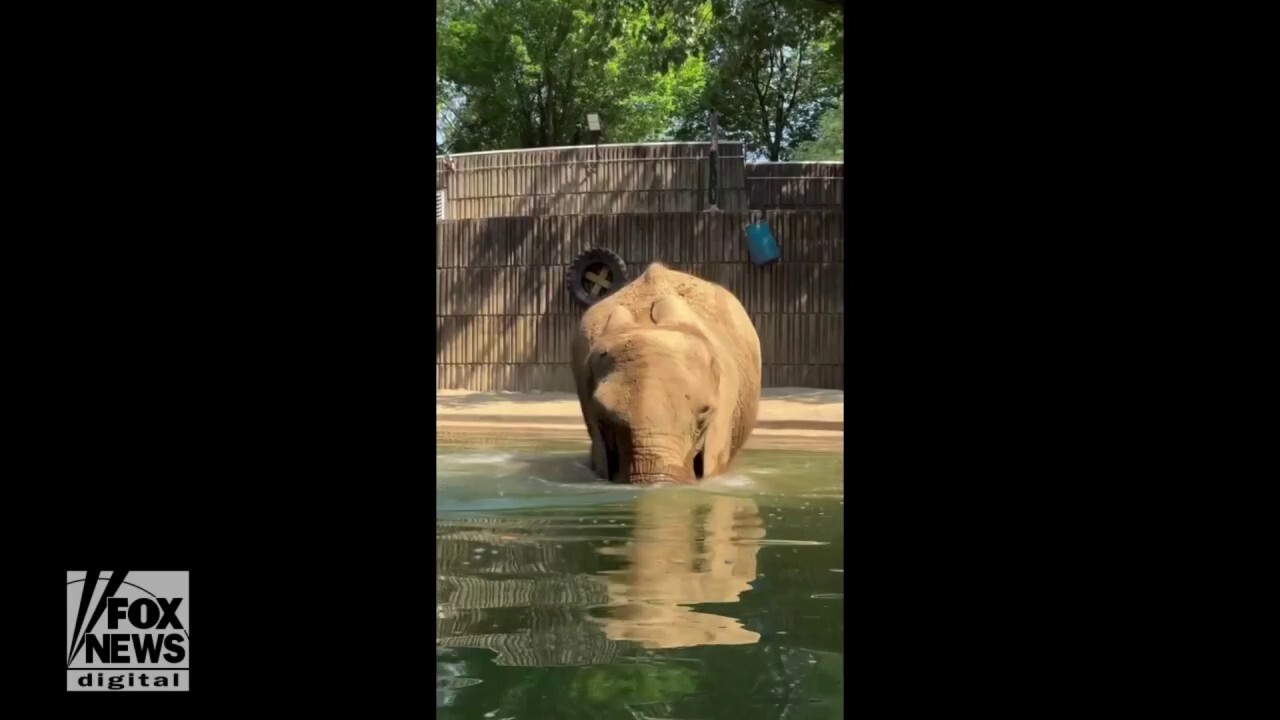 Zoo elephant has pool day with snacks and swimming