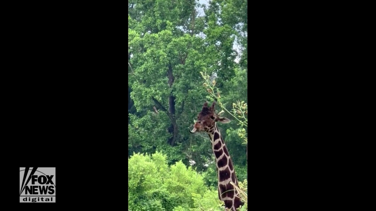 Giraffe at Maryland Zoo is caught on camera catching raindrops on his tongue