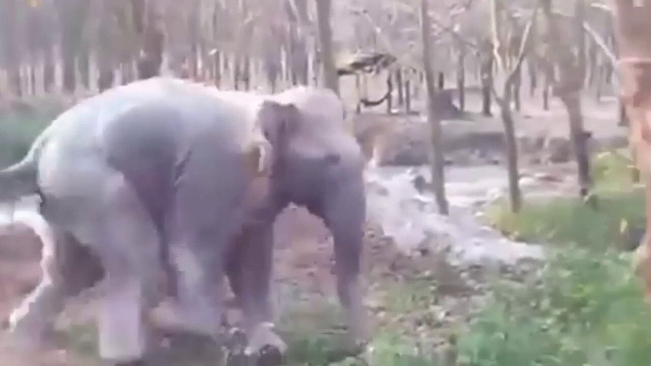 Exhausted elephant rescued from muddy pond