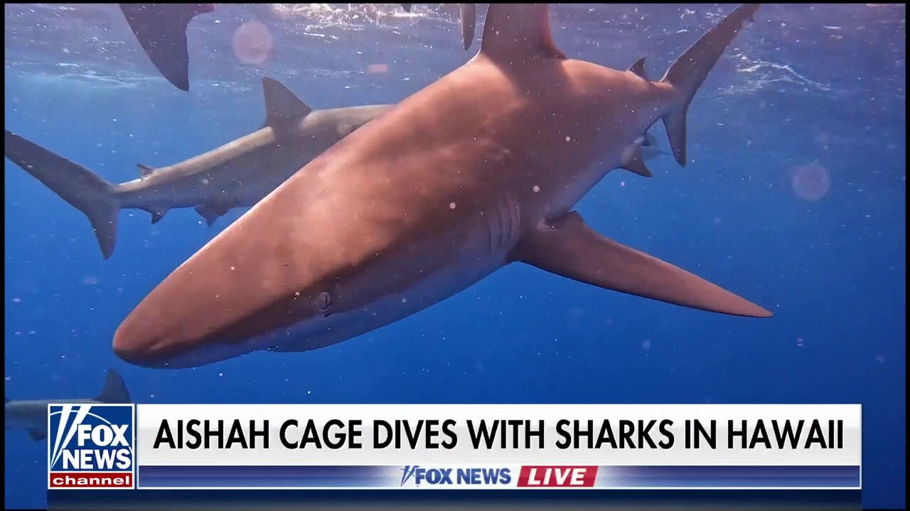 Shark attack survivor is on a mission to protect these animals: 'Fear can  be a powerful motivator' | Fox News