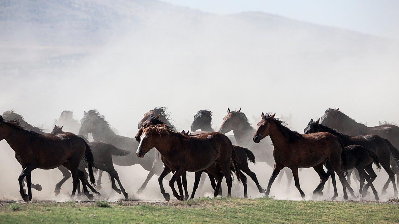 Wild horses cull? Proposal sparks outrage