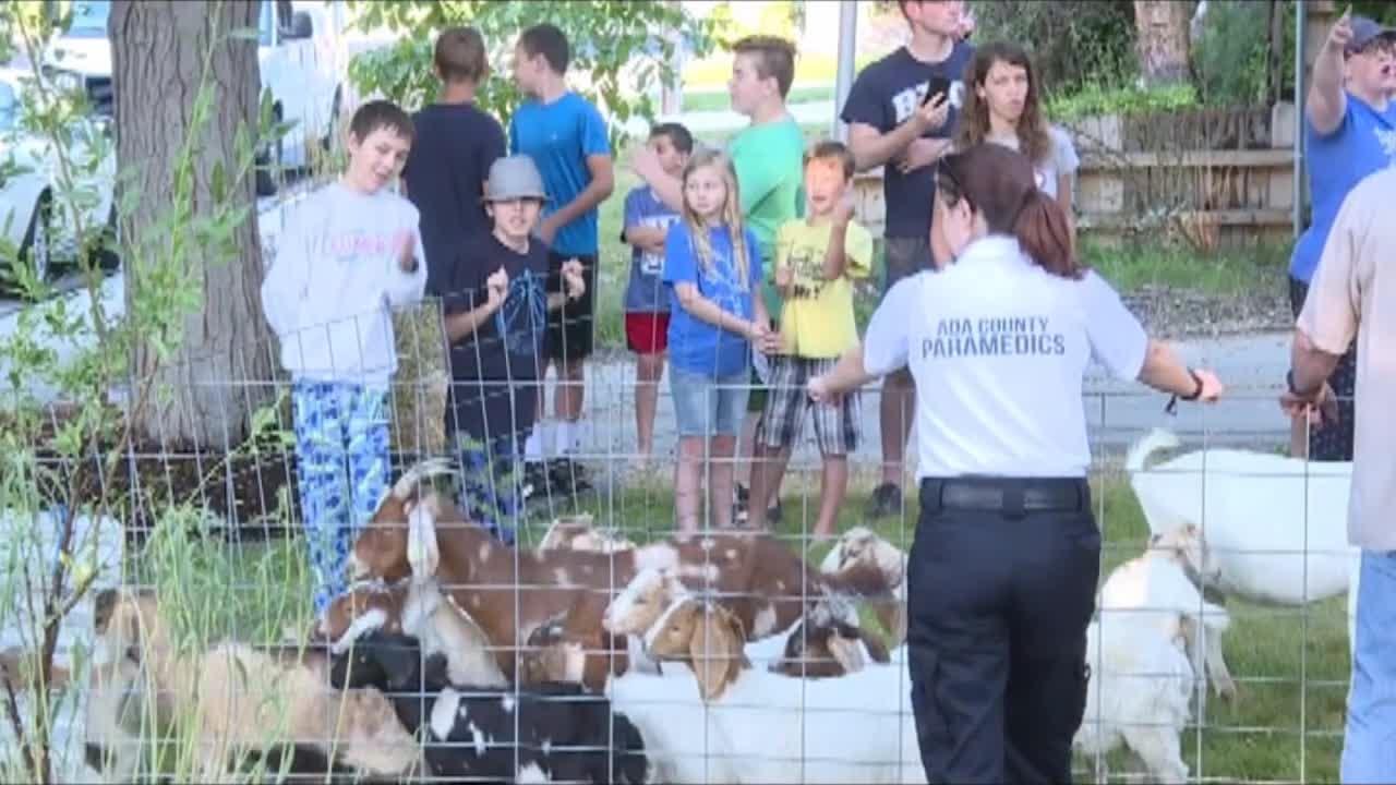 Goats wrangled up after taking over Idaho neighborhood