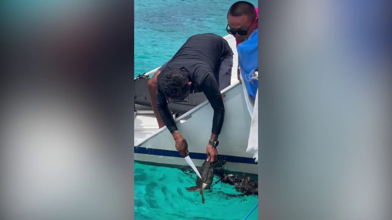 Ocean tour guide rescues sea turtle tangled in net