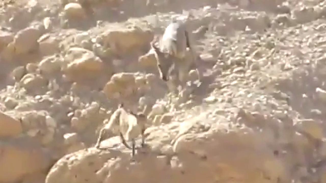 Dramatic desert chase: Wolf vs. goat