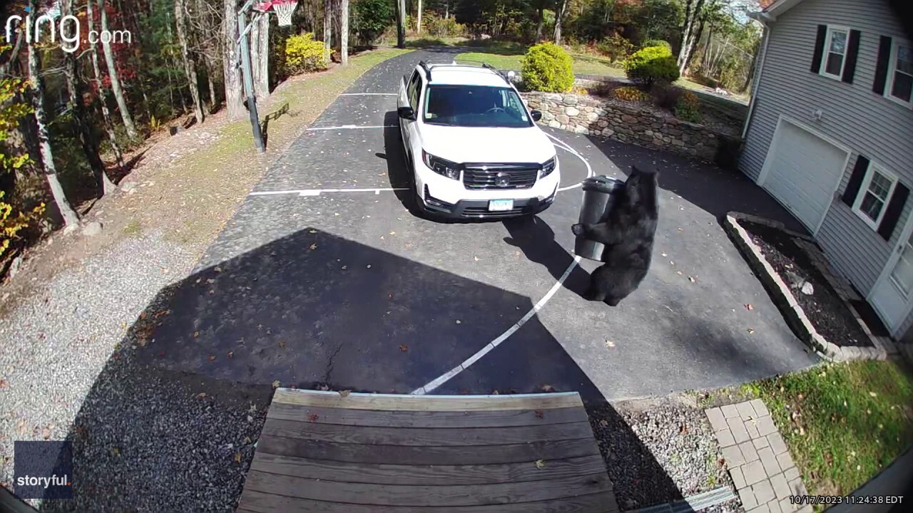 A thieving black bear was caught on video stealing a trash can from a Connecticut family's home