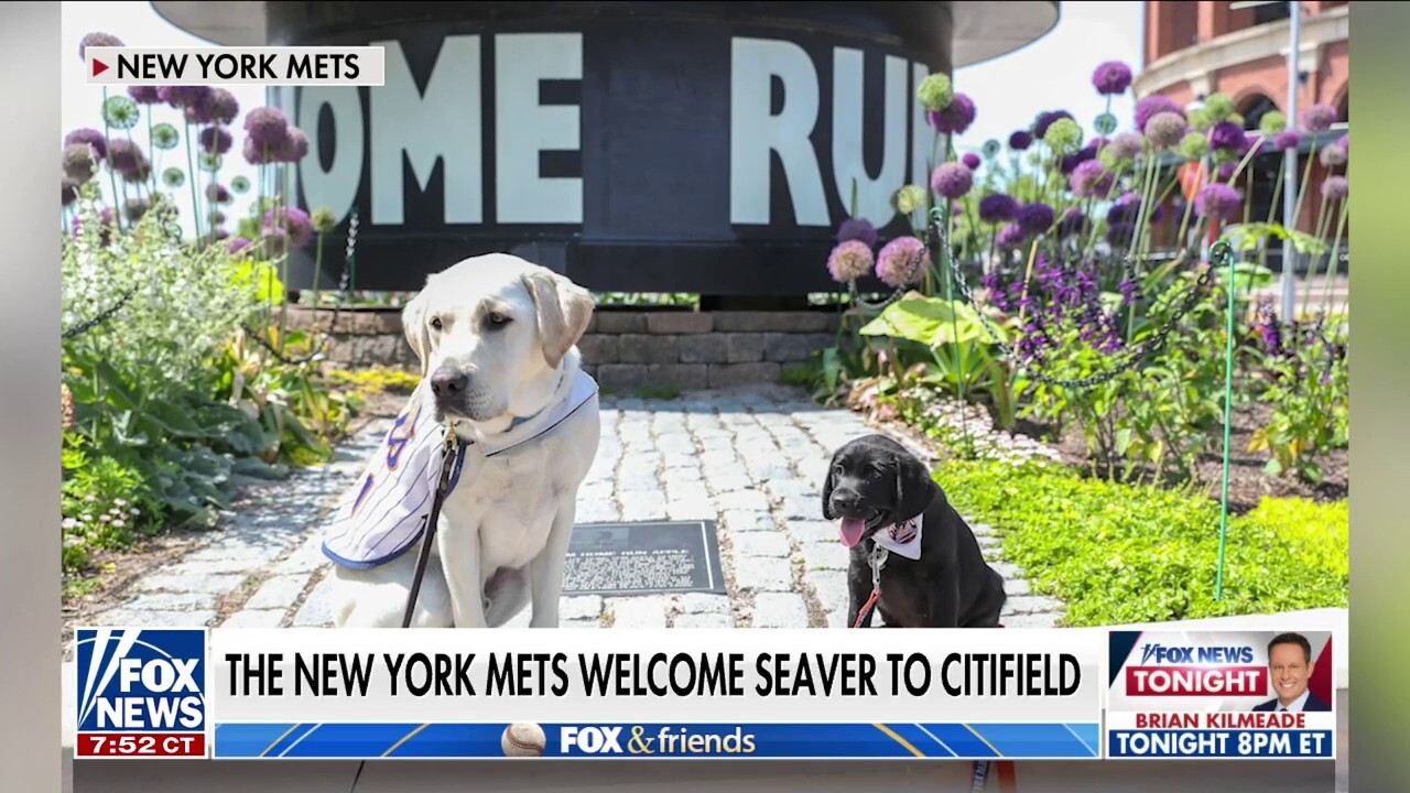 New York Mets Dog 