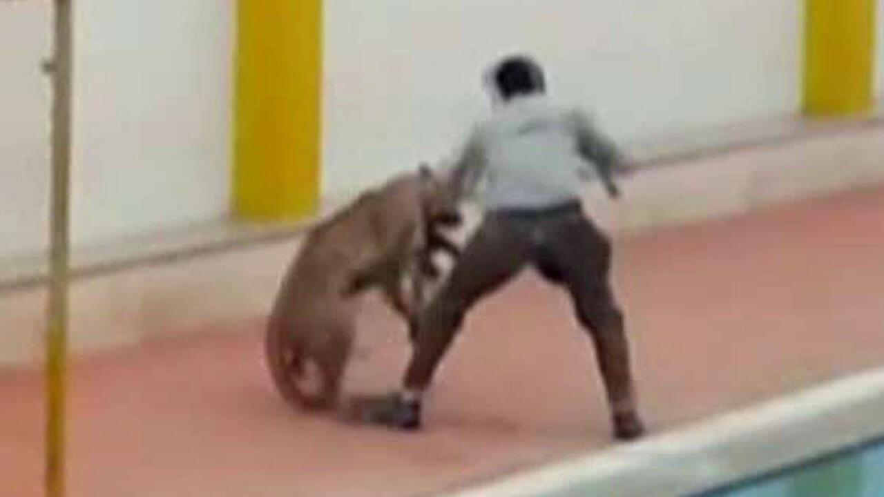 Leopard that mauled six people at school breaks out of cage 
