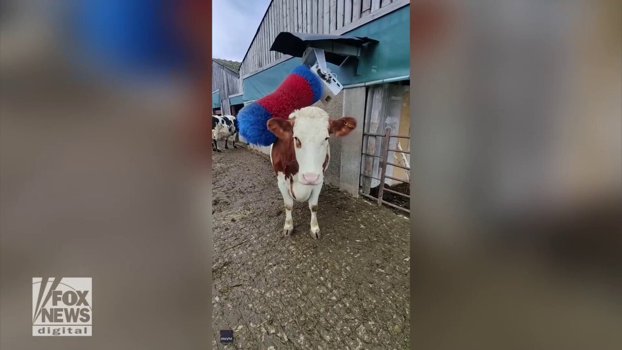 Cow enjoys back scratch with repurposed car wash brush