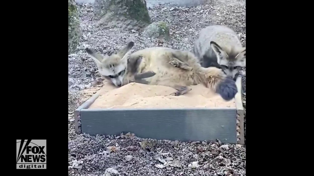 Sandbox fun! Watch these bat-eared foxes play in the sand at the zoo in Knoxville