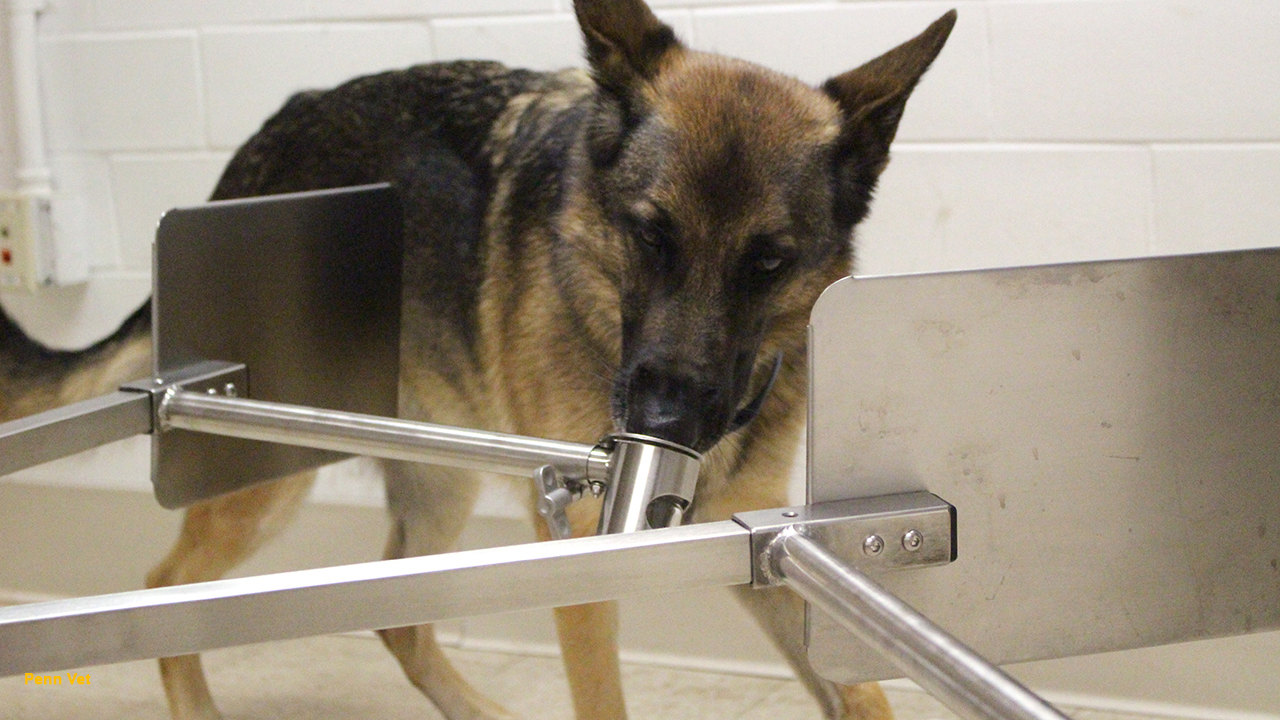 Penn Vet doctors train dogs to sniff out coronavirus