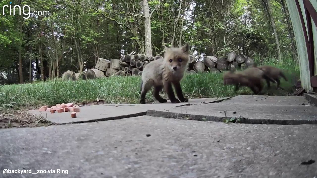 Three fox cubs caught playing on camera—see the fun video! 
