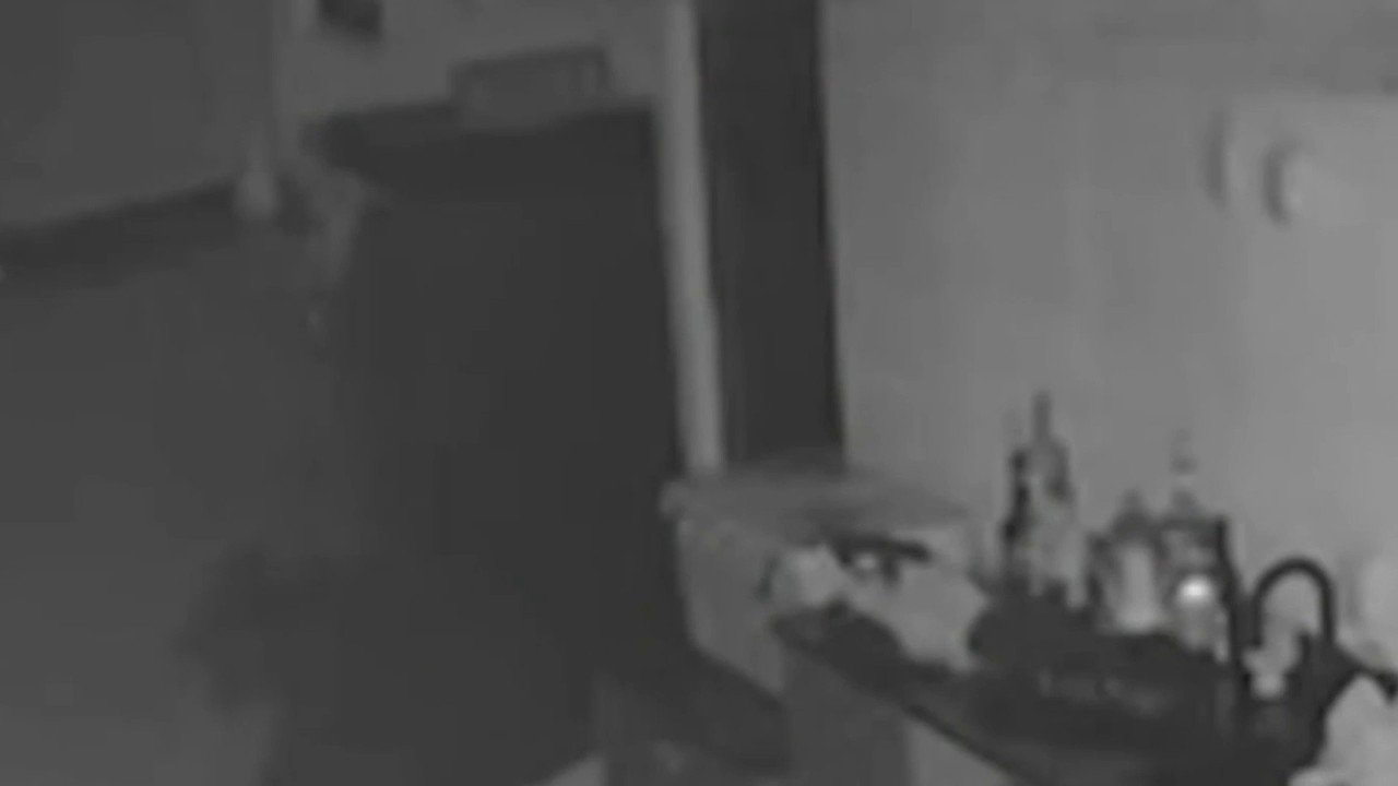 Florida bear strolls through unlocked gate, raids patio fridge and swipes booze