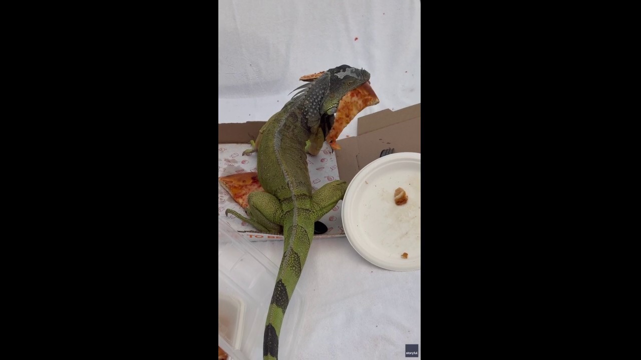 Food thief eats couple's pizza at Florida resort