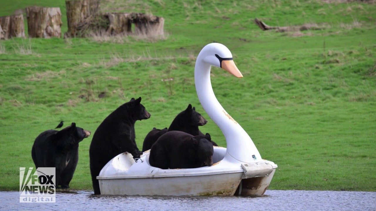 Black bears play with swan-shaped boats in safari park