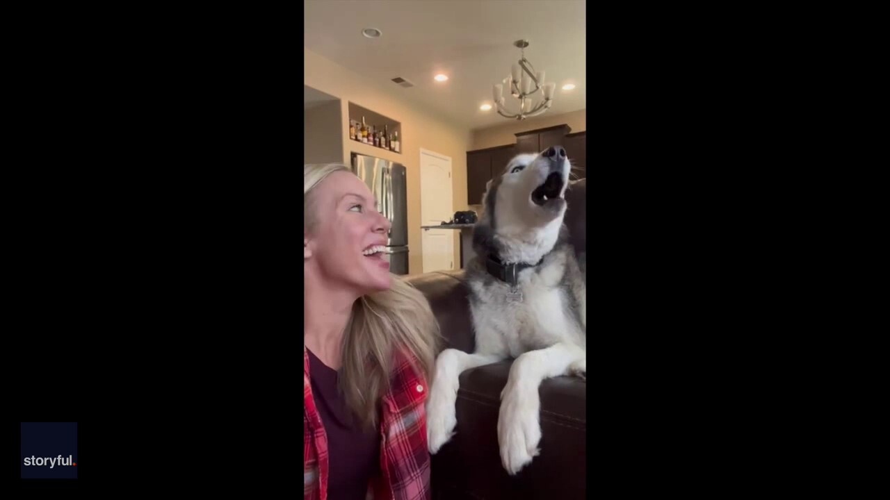 Colorado husky is caught on video saying ‘I love you’ to its owner