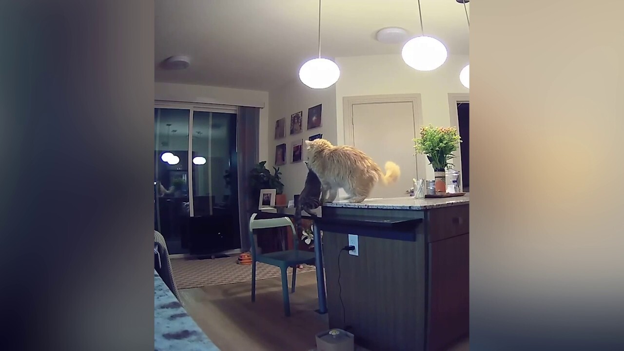 Hungry young cat in family's kitchen gets schooled by older cat 